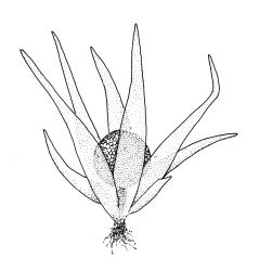 Micromitrium tenerum, habit with capsule. Drawn from J.K. Bartlett s.n., Mar. 1980, CHR 266331.
 Image: R.C. Wagstaff © Landcare Research 2014 